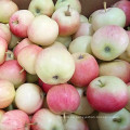 Nuevo Cultivo de China Fresh Sweet Gala Apple